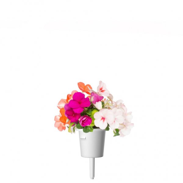 Click and Grow Smart Garden Refill 3-pak - Flittige Lise
