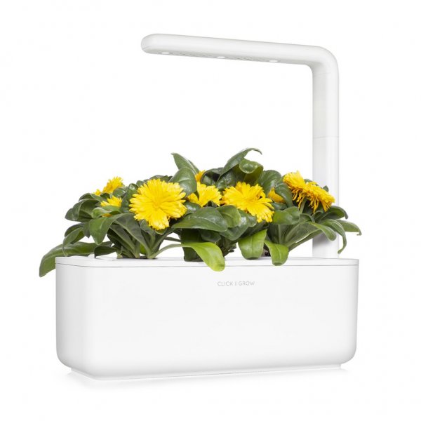 Click and Grow Smart Garden Refill 3-pak - Morgenfrue