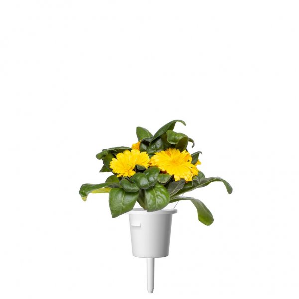 Click and Grow Smart Garden Refill 3-pak - Morgenfrue