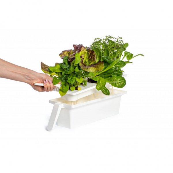 Click and Grow 25 - Sort (Salatgrønt 54x pakke)
