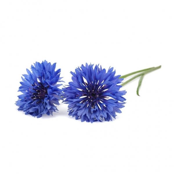 Click and Grow Smart Garden Refill 3-pak - Blåklint
