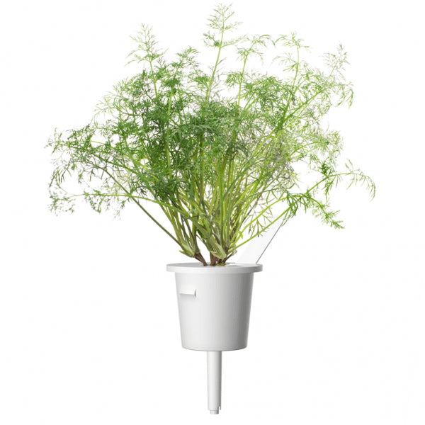 Click and Grow Smart Garden Refill 3-pak - Dild