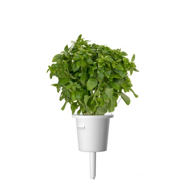 Click and Grow Smart Garden Refill 3-pak - Finbladet Basilikum