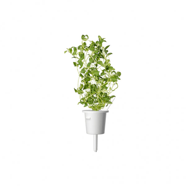 Click and Grow Smart Garden Refill 3-pak - Merian