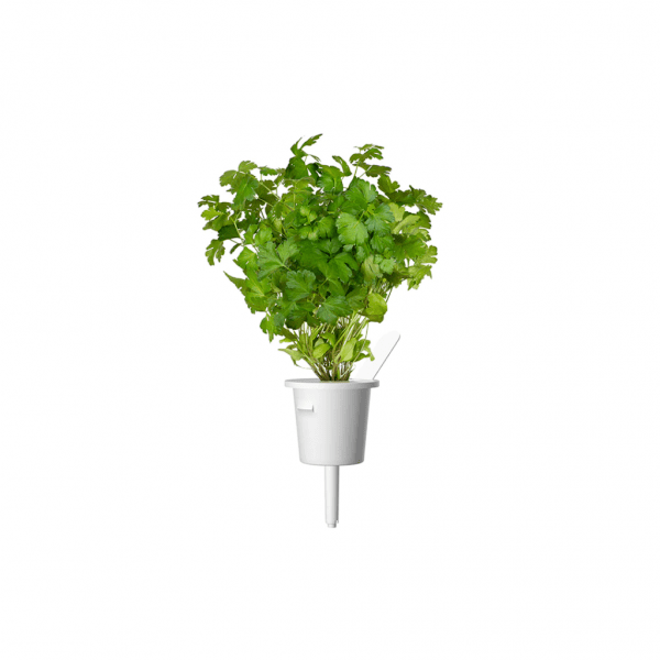 Click and Grow Smart Garden Refill 3-pak - Persille