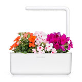 Click and Grow Smart Garden Refill 3-pak - Flittige Lise