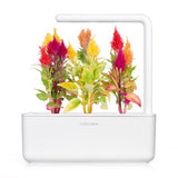 Click and Grow Smart Garden Refill 3-pak - Plymøkse