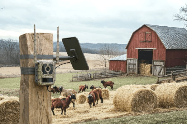 Reolink Talon Pro Camovue 4K 4G Vildtkamera