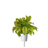 Click and Grow Smart Garden Refill 3-pak - Skovsyre