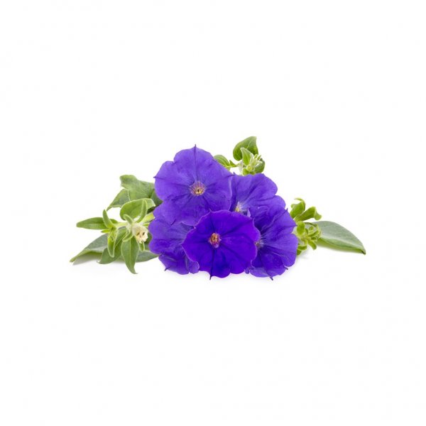 Click and Grow Smart Garden Refill 3-pak - Blå Petunia