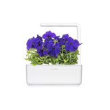 Click and Grow Smart Garden Refill 3-pak - Blå Petunia