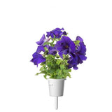 Click and Grow Smart Garden Refill 3-pak - Blå Petunia