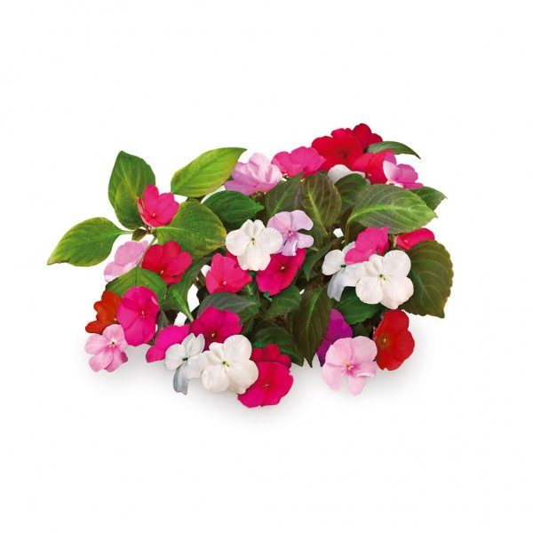 Click and Grow Smart Garden Refill 3-pak - Flittige Lise