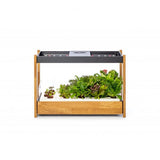 Click and Grow 25 - Sort (Salatgrønt 54x pakke)