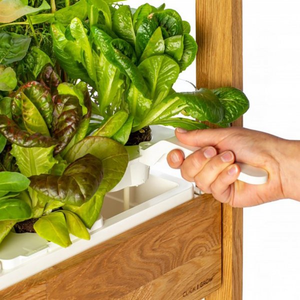 Click and Grow 25 - Sort (Salatgrønt 54x pakke)