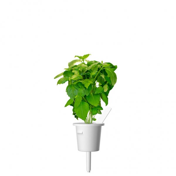 Click and Grow Smart Garden Refill 3-pak - Kanelbasilikum