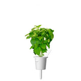 Click and Grow Smart Garden Refill 3-pak - Kanelbasilikum