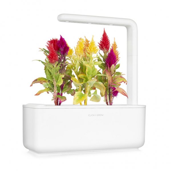 Click and Grow Smart Garden Refill 3-pak - Plymøkse