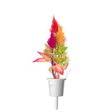Click and Grow Smart Garden Refill 3-pak - Plymøkse