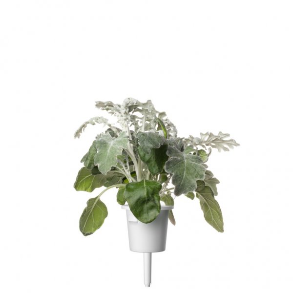 Click and Grow Smart Garden Refill 3-pak - Sølv-eg