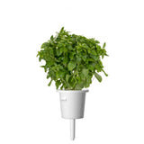 Click and Grow Smart Garden Refill 3-pak - Finbladet Basilikum