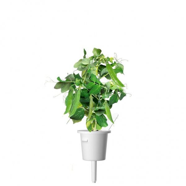 Click and Grow Smart Garden Refill 3-pak - Dværgært