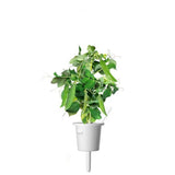 Click and Grow Smart Garden Refill 3-pak - Dværgært