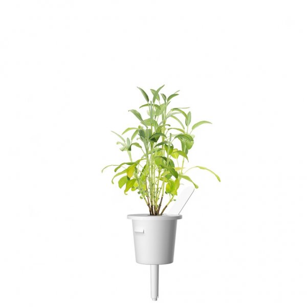 Click and Grow Smart Garden Refill 3-pak - Salvia