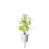 Click and Grow Smart Garden Refill 3-pak - Salvia