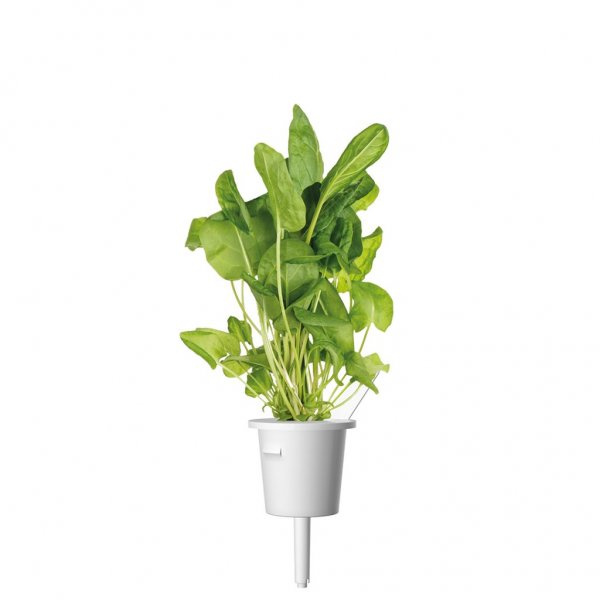 Click and Grow Smart Garden Refill 3-pak - Engsyre