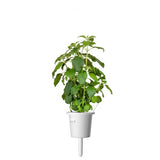 Click and Grow Smart Garden Refill 3-pak - Hellig basilikum