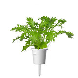 Click and Grow Smart Garden Refill 3-pak - Refill til bladsennep