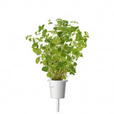 Click and Grow Smart Garden Refill 3-pak - Oregano