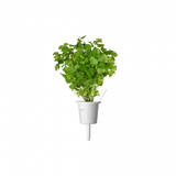 Click and Grow Smart Garden Refill 3-pak - Persille