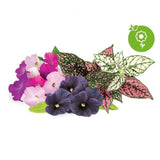 Click and Grow Smart Garden Refill 9-pak livlig blomsterblanding