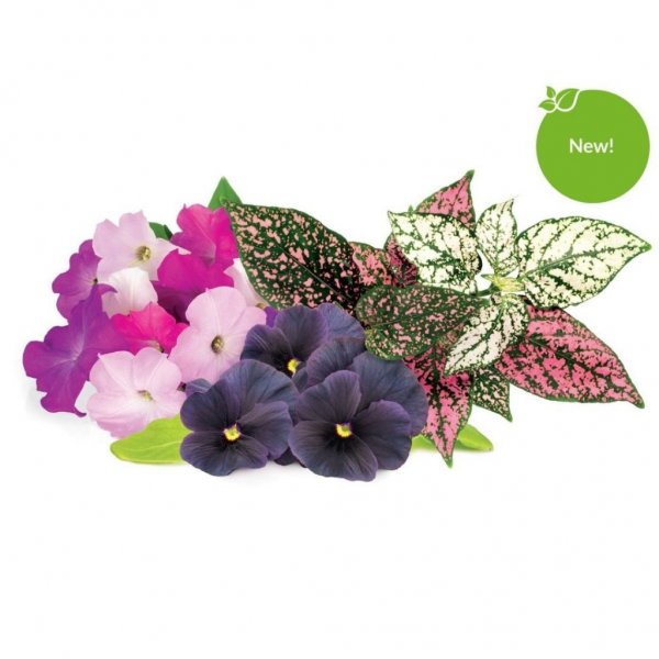 Click and Grow Smart Garden Refill 9-pak livlig blomsterblanding