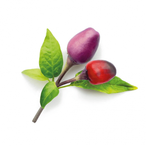 Click and Grow Smart Garden Refill 3-pak - Lilla Chilipeber