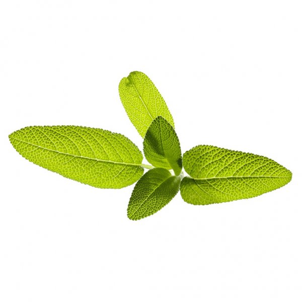 Click and Grow Smart Garden Refill 3-pak - Salvia