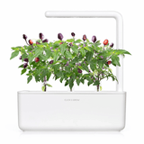 Click and Grow Smart Garden Refill 3-pak - Lilla Chilipeber