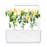 Click and Grow Smart Garden Refill 3-pak - Gul Chiliflager