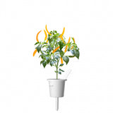 Click and Grow Smart Garden Refill 3-pak - Gul Chiliflager
