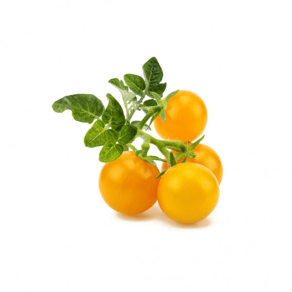 Click and Grow Smart Garden Refill 3-pak - Gul tomat